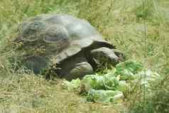 大塞舌尔乌龟吃巨大的乌龟关闭