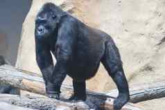 特写镜头大黑色的多毛的大猩猩