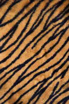 老虎打印地毯