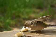 白色的过渡麻雀吃面包
