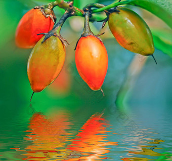水果枕热带榕属植物