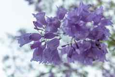精致的花集群蓝花楹树