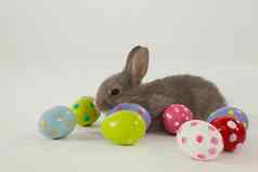 色彩斑斓的复活节鸡蛋复活节兔子