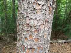 粗糙的棕色（的）树树皮树干森林