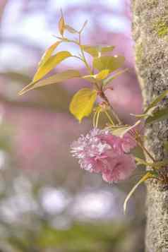美丽的花见聚会，派对粉红色的樱桃开花asukayama