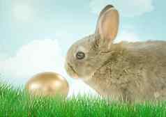 棕色（的）兔子金蛋