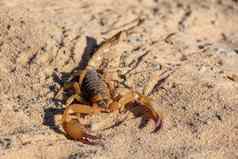蝎子走沙子博茨瓦纳非洲野生动物