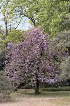 粉红色的樱桃花朵球花喀山类型rikugien