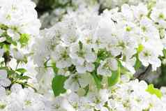 温柔的白色花春天阳光明媚的一天