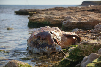 倾倒土地宽吻海豚海豚