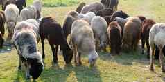 群国内羊同样羊肉内存产卵管白羊座物种属放牧羊农场夏天日落通常牲畜反刍动物哺乳动物偶蹄目家庭乳制品牛背景主题