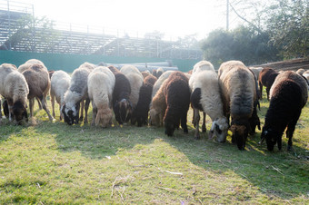 群国内羊同样<strong>羊肉</strong>内存产卵管白羊座物种属放牧羊农场夏天日落通常牲畜反刍动物哺乳动物偶蹄目家庭乳制品牛背景主题