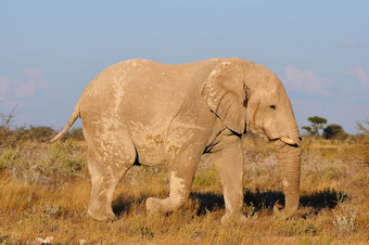 白色大象埃托沙国家公园纳米比亚