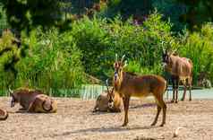 红棕色羚羊群热带动物specie稀树大草原非洲