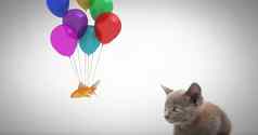 小猫看鱼系气球