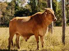 澳大利亚牛肉牛年轻的牛