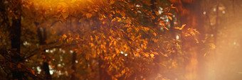 淡黄色的橙色秋天叶子分支树