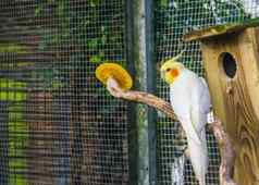 卢蒂诺澳洲鹦鹉鸟类饲养场受欢迎的颜色突变养鸟热带鸟specie澳大利亚