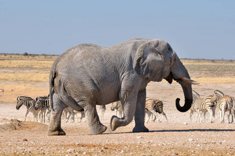 大象埃托沙国家公园纳米比亚