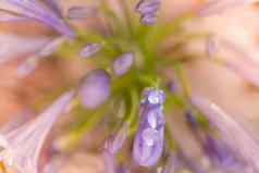 爱情花紫罗兰色的花黎明滴露水花瓣