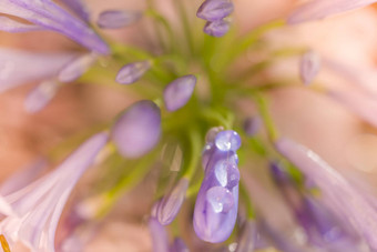 爱情花紫罗兰色的花黎明滴露水花瓣