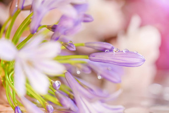 爱情花紫罗兰色的花黎明滴露水花瓣
