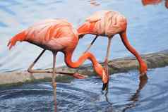 夫妇美丽的粉红色的火烈鸟热带鸟