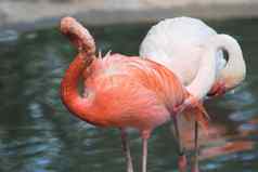 关闭美丽的粉红色的火烈鸟热带鸟