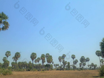 景观柬埔寨大米帕迪糖棕榈蓝色的天空收获大米碎秸干场
