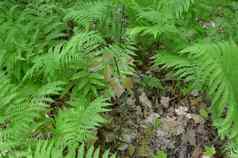 艾薇绿色蕨类植物植物森林森林