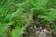 艾薇绿色蕨类植物植物森林森林
