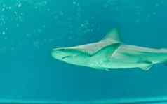 鲨鱼浮动海水下海生活