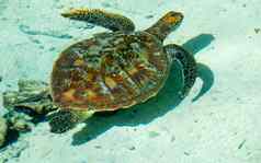 海乌龟浮动绿松石环礁湖法国波利尼西亚