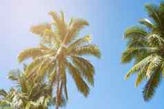 椰子棕榈树美丽的热带背景夏天凹陷