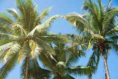 椰子棕榈树美丽的热带背景夏天凹陷