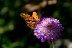 美丽的君主蝴蝶颤动的淡紫色花蒺藜