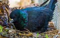 特写镜头黑色的王鸽子坐着巢鸡蛋受欢迎的热带鸟specie