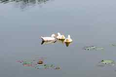 鸭子鸟水海鸟鹅天鹅鸭科集体被称为水禽涉水水鸟家庭游泳浮动湿地反射湖水表面北京国家水上运动中心