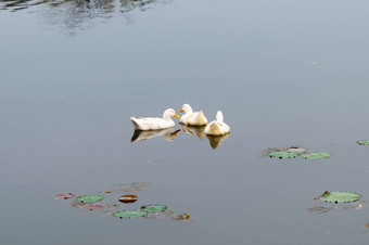鸭子鸟水海鸟鹅天鹅鸭科集体被称为水禽涉水水鸟家庭游泳浮动湿地反射湖水表面北京国家水上运动中心