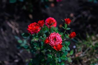 盛开的玫瑰花园