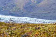 瓦特纳霍库尔冰川冰岛色彩斑斓的植被前面永恒的冰山坡