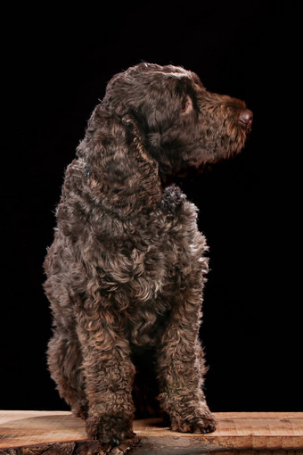 lagotto<strong>木板</strong>材<strong>黑色</strong>的<strong>背景</strong>