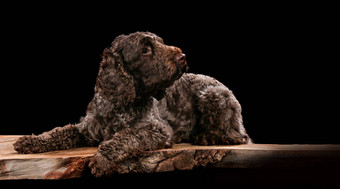 lagotto<strong>木板</strong>材<strong>黑色</strong>的<strong>背景</strong>