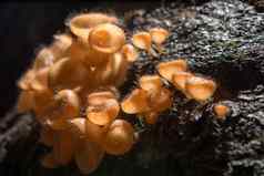 橙色蘑菇香槟蘑菇雨森林