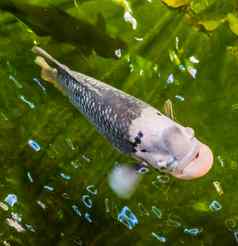 特写镜头巨大的丝足鱼游泳水受欢迎的热带鱼specie亚洲