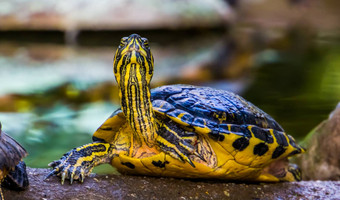 有趣<strong>的</strong>坎伯兰滑块乌龟脸特写镜头热带爬行动物specie美国