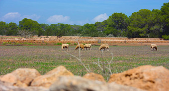 山羊羊干<strong>贫瘠</strong>的字段伊比沙岛Formentera无花果树干旱<strong>土地</strong>