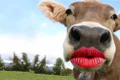 有趣的动物接吻嘴唇卡片生日
