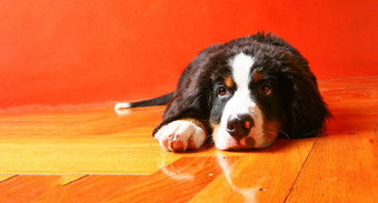 小狗狗累了木地板上
