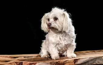 白色马耳他狗木板材黑色的背景
